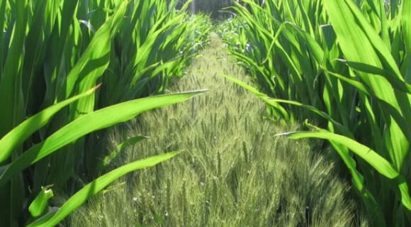 Intercropping in Western Canada - Webinar Series (3/3)