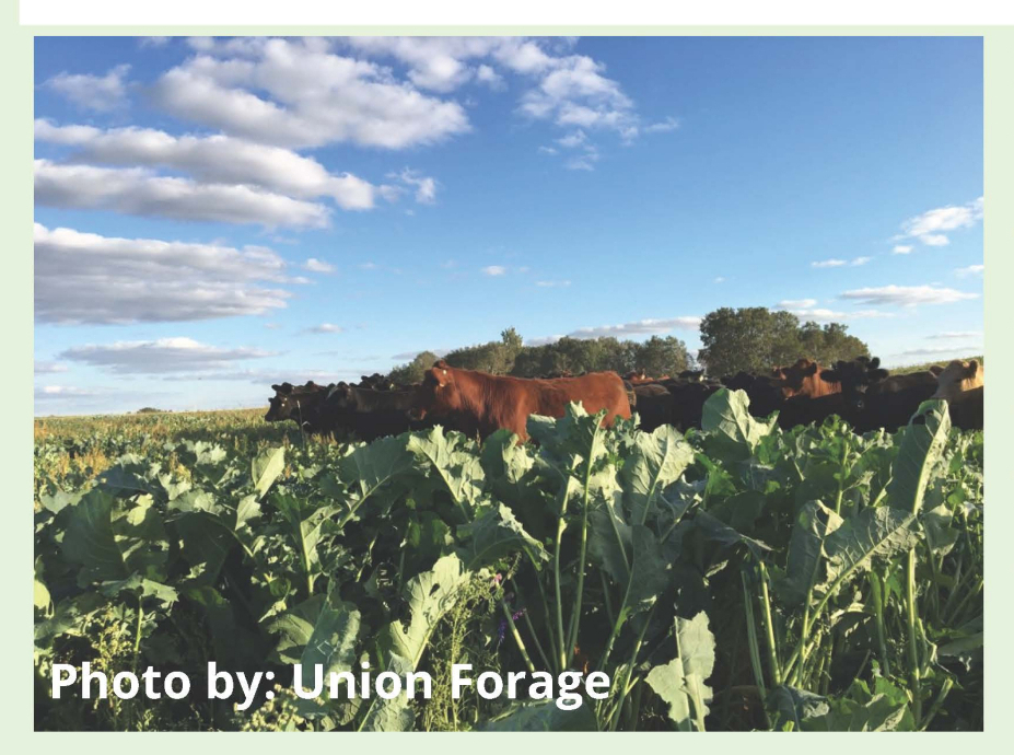 Grazing Workshop