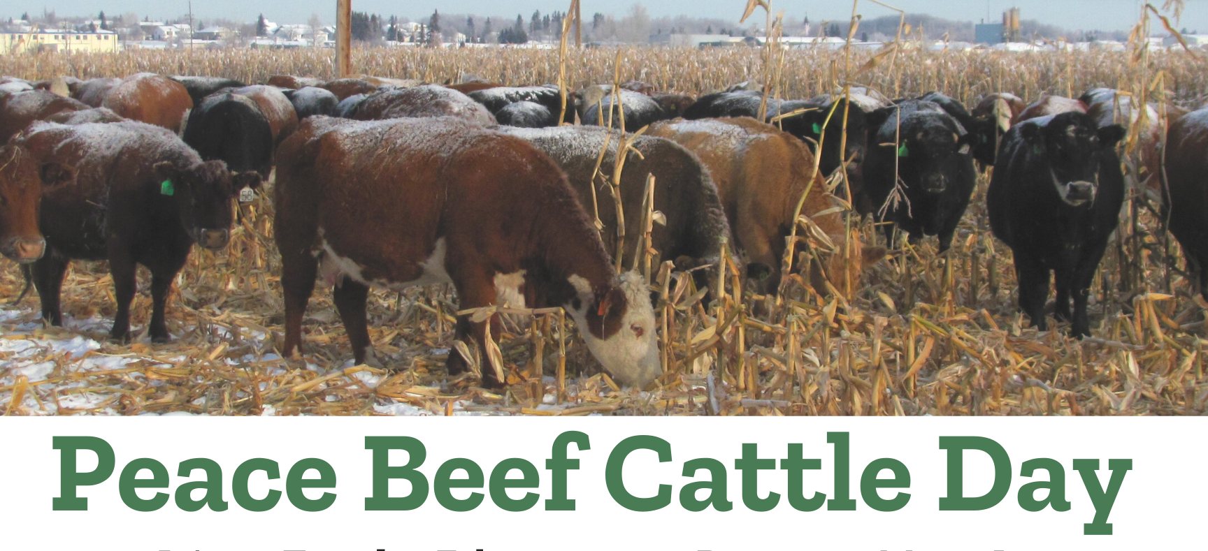 Peace Beef Cattle Day