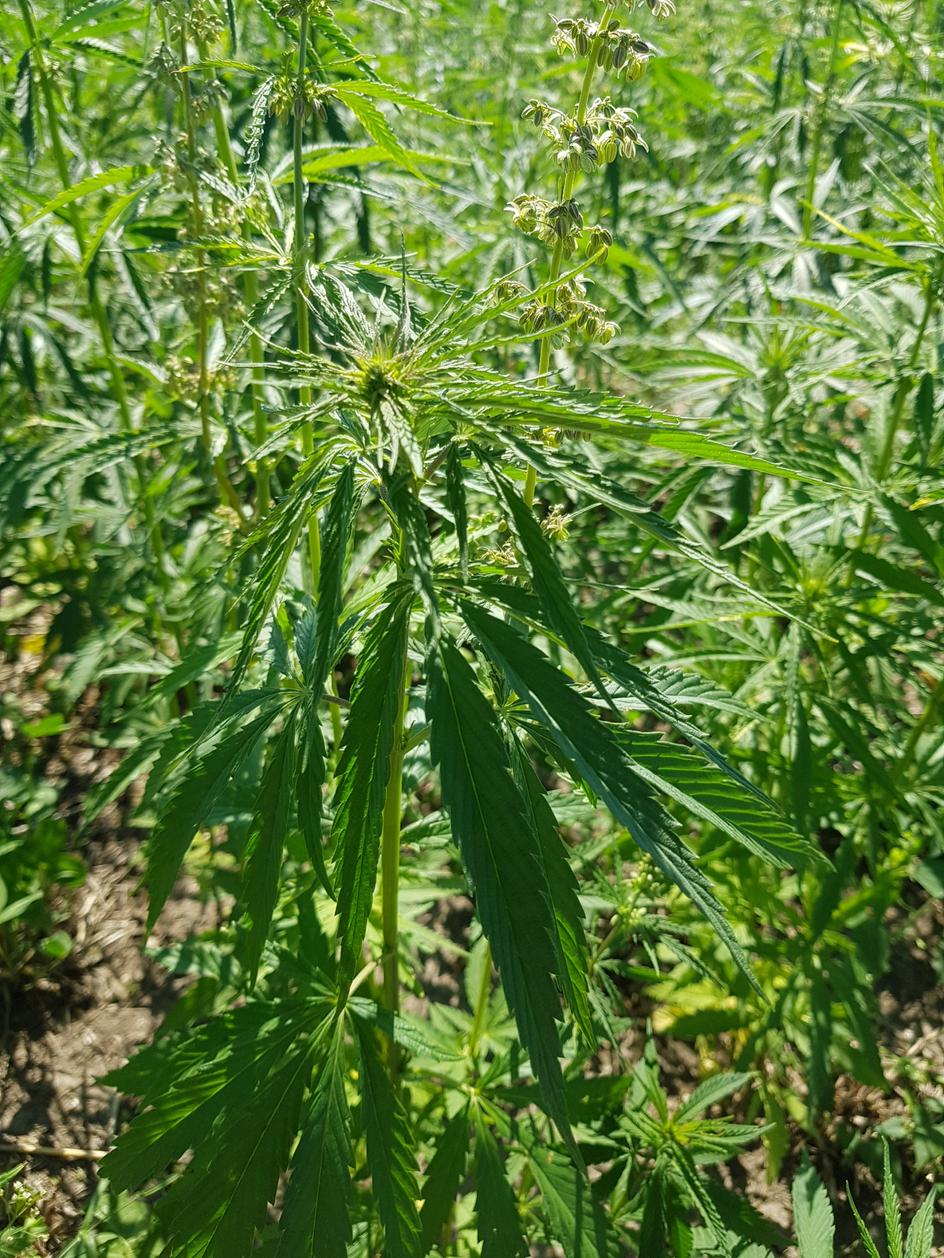 Interested in Growing Hemp for Fibre in 2022?
