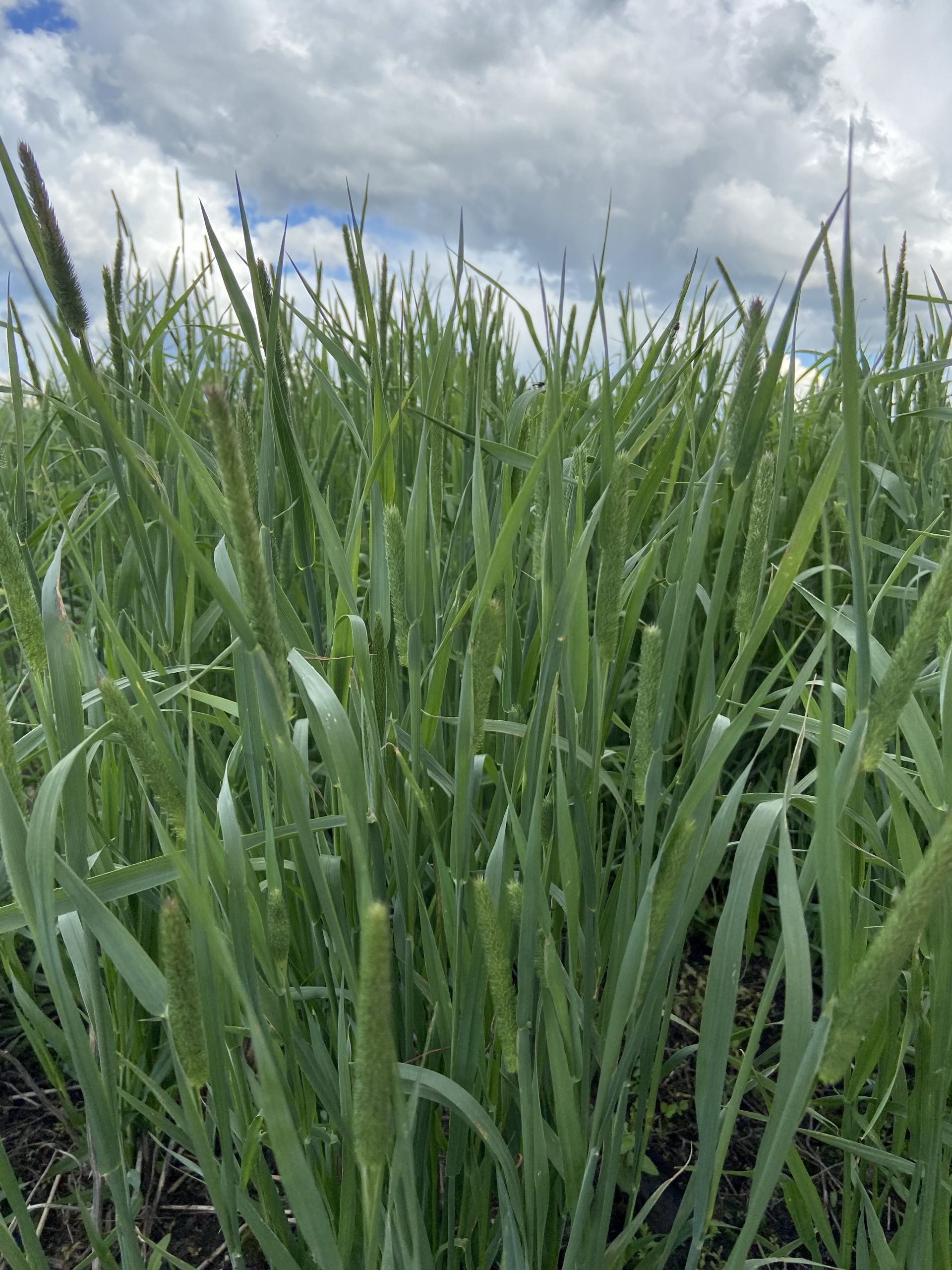 Forage Tour