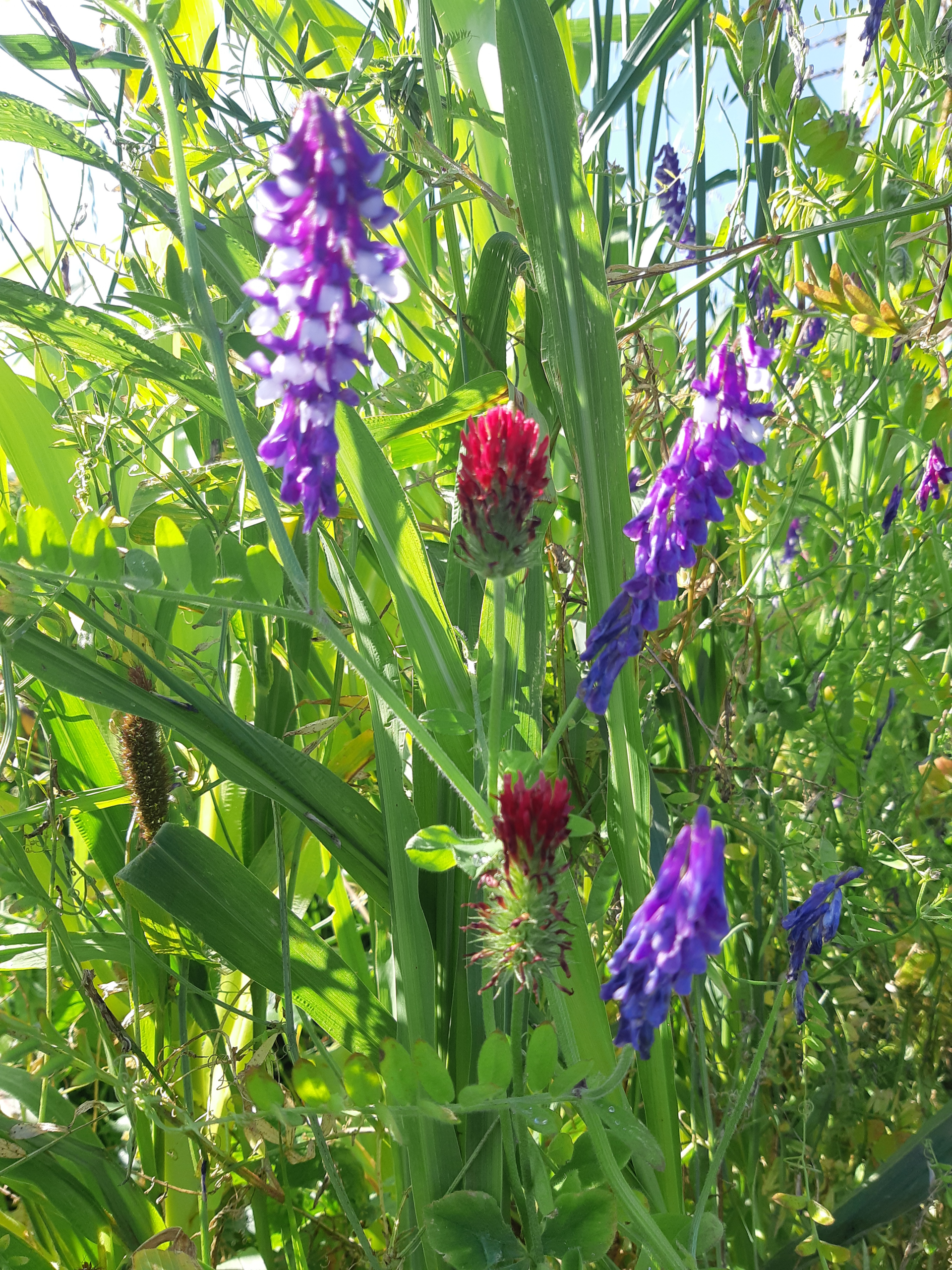 July Field Tour