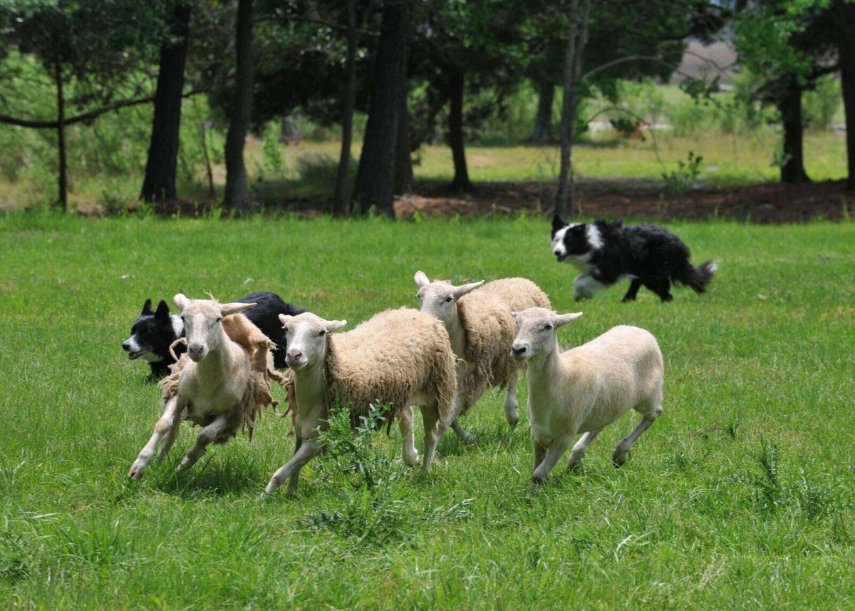 2-Day Working Stock Dog Training Clinic