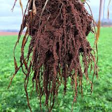 Root system with soil still connected