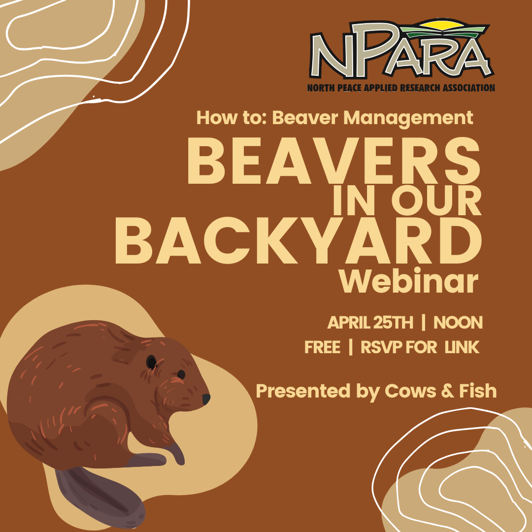 Beaver Management