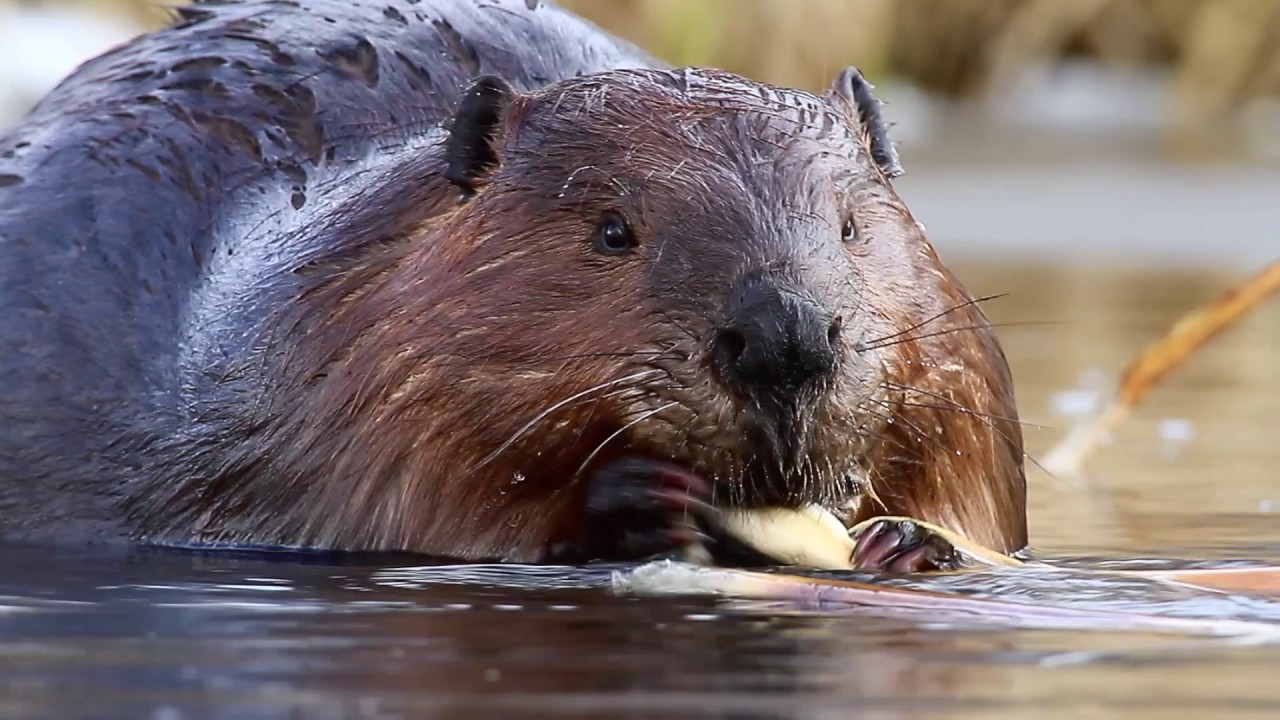 Beavers in our Backyard Webinar