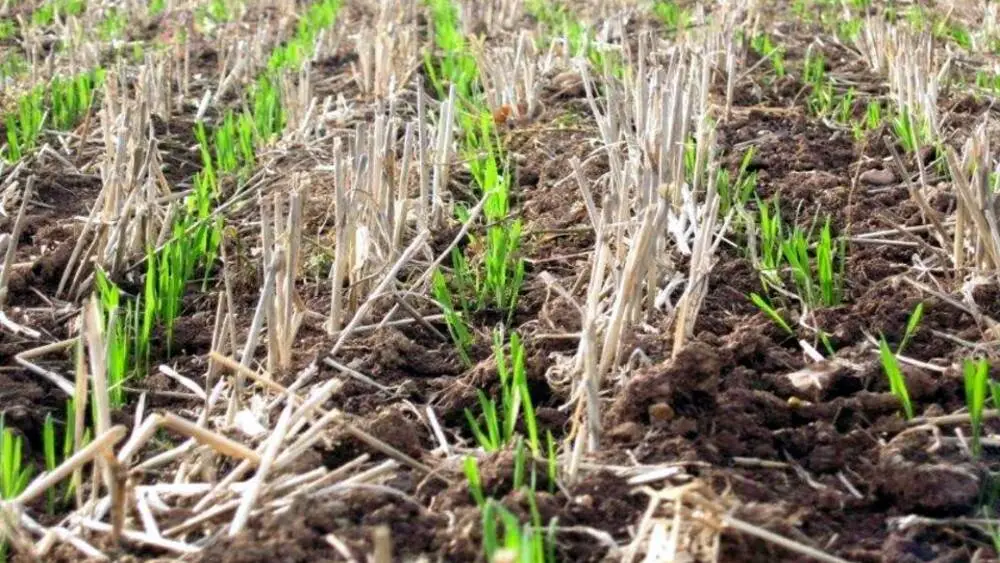 Microbial Soil Inoculant in Furrow Workshop